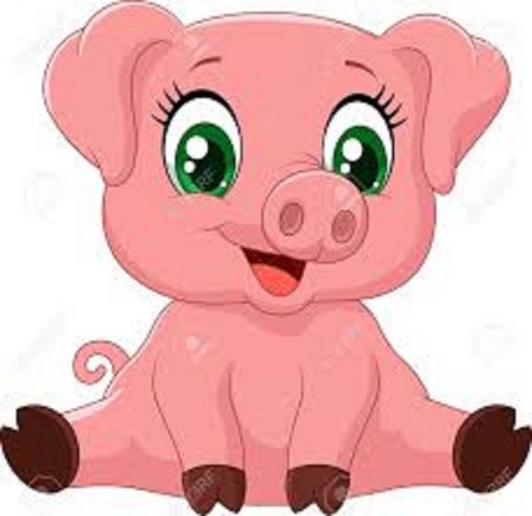 cochon cochon